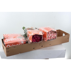 R Gr Assorti Mixed Box 50cm CO