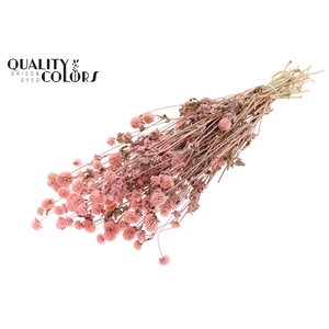 Gomphrena per bunch Pink