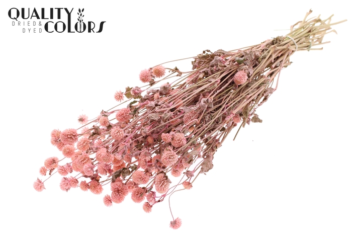 <h4>Gomphrena per bunch Pink</h4>