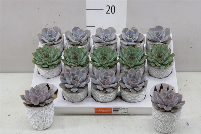 <h4>Echeveria Gemengd In Stockholm</h4>