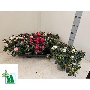 RHODO SI V GEM 4 SRT