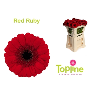 GE MI RED RUBY