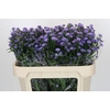 Aster Baby Blue