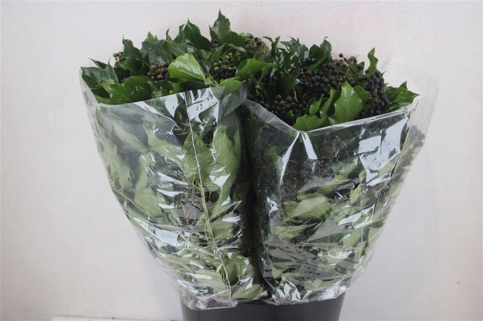 <h4>Hedera Berry 200gr P Bunch</h4>