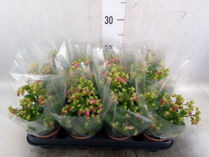 <h4>Kalanchoe HG 'Dream Bells'</h4>