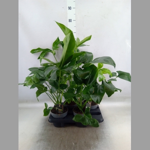 Philodendron  'Fun Bun'