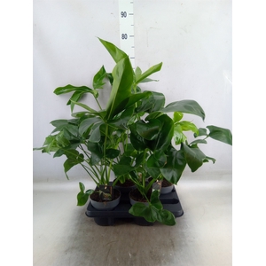 Philodendron  'Fun Bun'