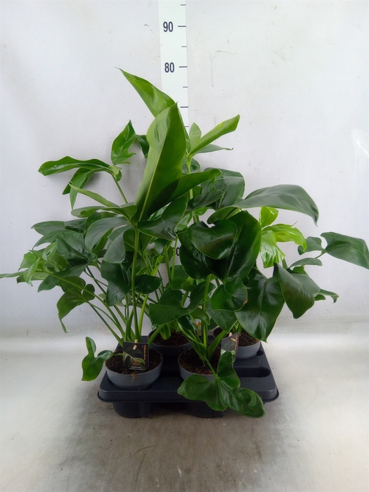<h4>Philodendron  'Fun Bun'</h4>