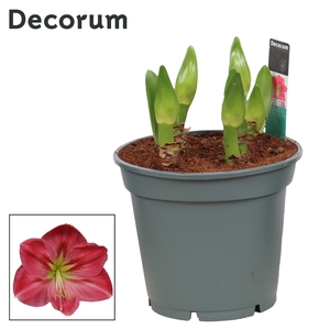 Hippeastrum Multiflora Sweet Pink 6/7 Steel (Decorum)