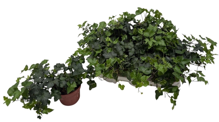 <h4>HED HE GREEN WAVE</h4>