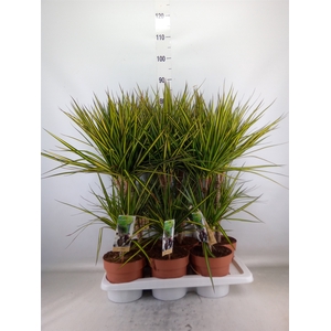Dracaena marg. 'Sunray'