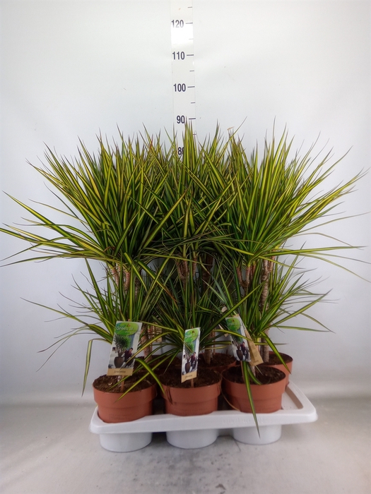 <h4>Dracaena marg. 'Sunray'</h4>