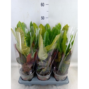 Codiaeum var. GR 'Excellent'