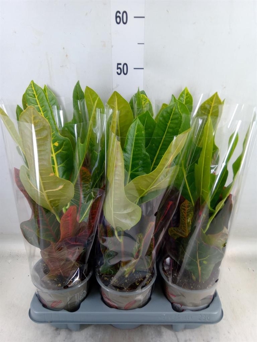 <h4>Codiaeum var. GR 'Excellent'</h4>