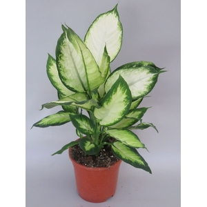 Dieffenbachia