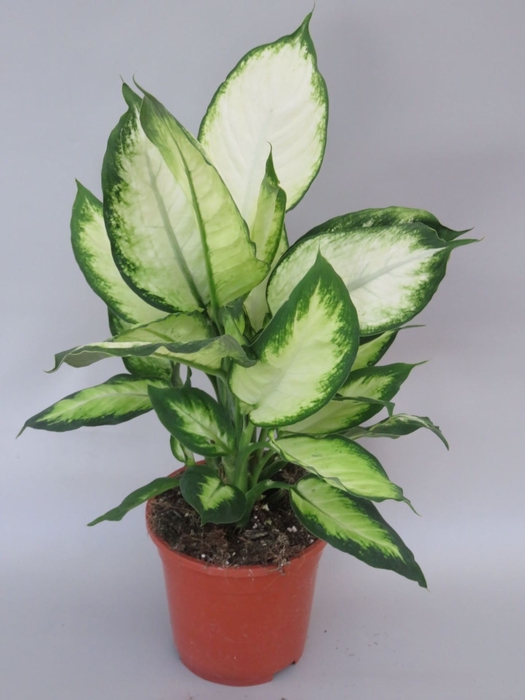 Dieffenbachia