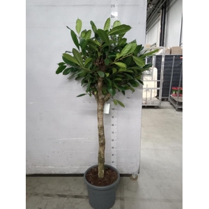 Ficus cyathistipula