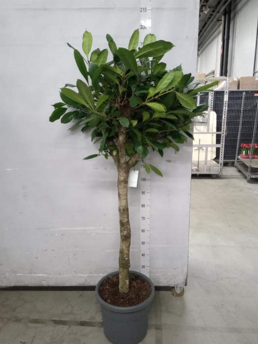 <h4>Ficus cyathistipula</h4>