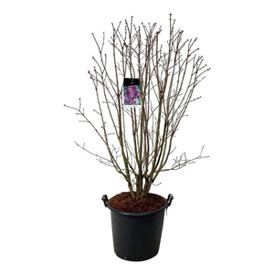 Syringa v. 'Charles Joly'