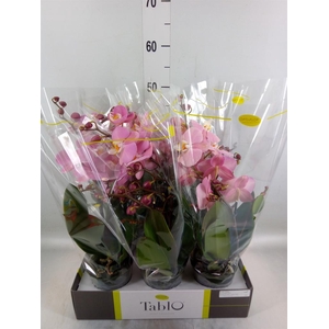 Phalaenopsis   ...rose