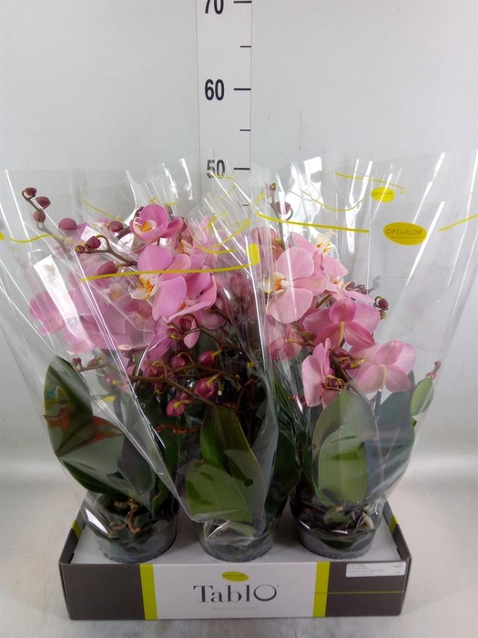 <h4>Phalaenopsis   ...rose</h4>