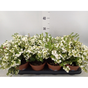 Gaultheria   ...white berry