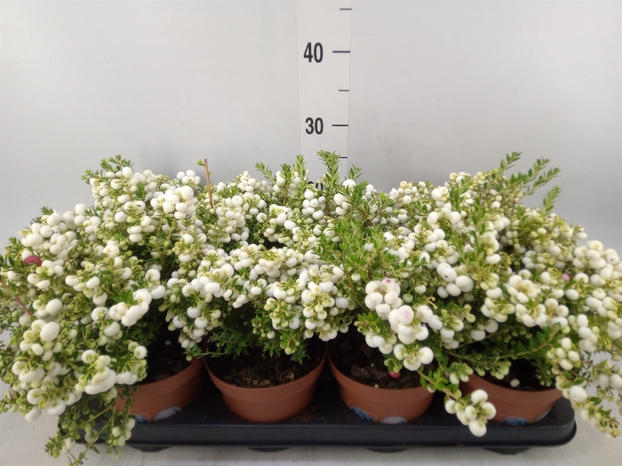 <h4>Gaultheria   ...white berry</h4>