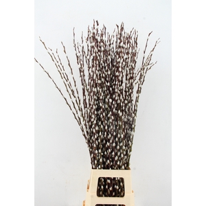 SALIX WILGENKATJES 120CM