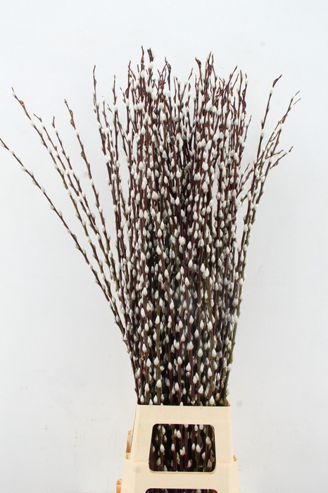 <h4>SALIX WILGENKATJES 120CM</h4>