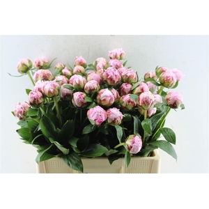 Paeonia Sarah Bernhard Pink