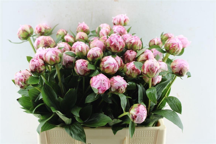<h4>Paeonia Sarah Bernhard Pink</h4>