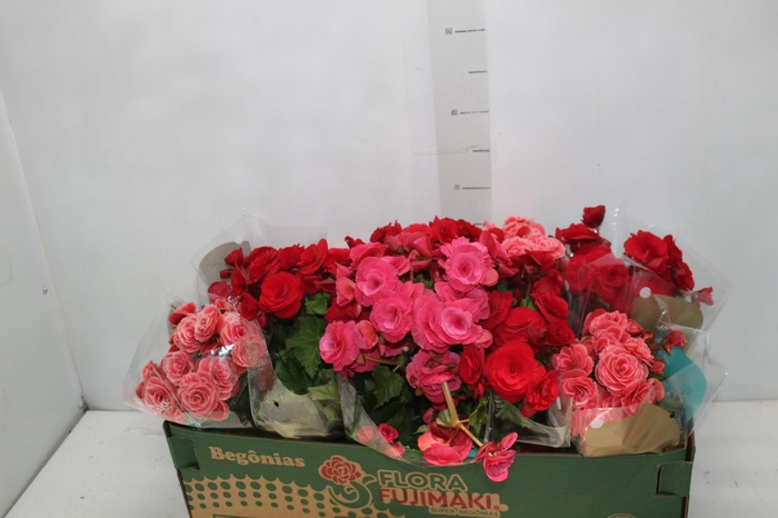 <h4>BEGONIA P11</h4>