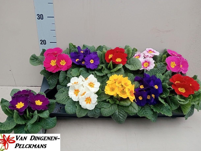 <h4>PRIM ACAULIS GEMENGD</h4>