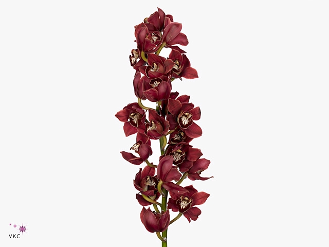 Cymbidium Inferno Doos