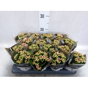 Kalanchoe blos. 'RosDon Alano'