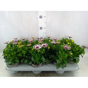 Osteospermum  'Margarita Whit Spoo'