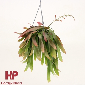 Pseudorhipsalis ramulosa 'Red Coral'