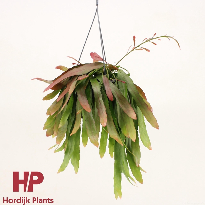 <h4>Pseudorhipsalis ramulosa 'Red Coral'</h4>