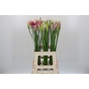 Nerine Mix