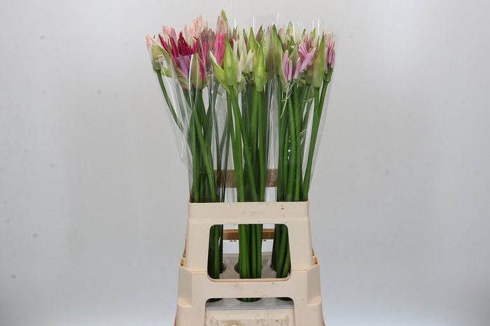 Nerine Mix