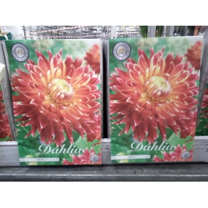 Dahlia   ...flowerbulbs