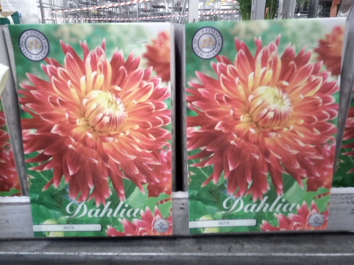 <h4>Dahlia   ...flowerbulbs</h4>