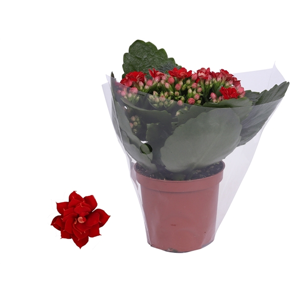 <h4>Kalanchoe Rosalina 07cm Don Justino rood, Blanco hoes</h4>