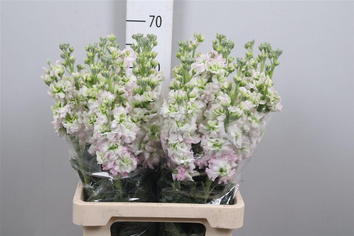 <h4>Matth Aida Ov Roze</h4>