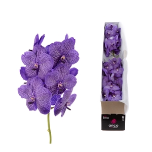 Vanda Lavender Sprinkles x4