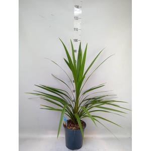 Cordyline indivisa 'Peko'