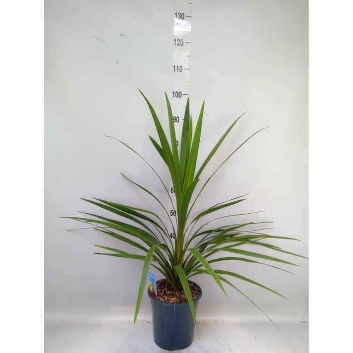 <h4>Cordyline indivisa 'Peko'</h4>