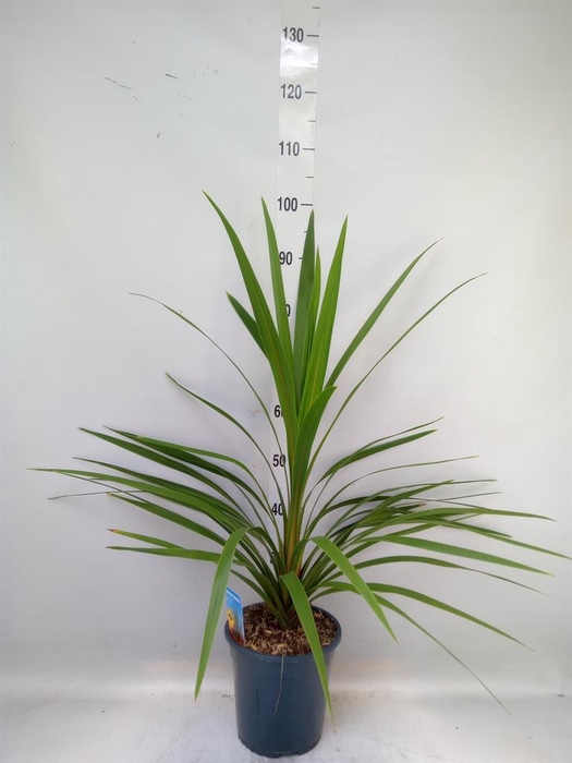 Cordyline indivisa 'Peko'