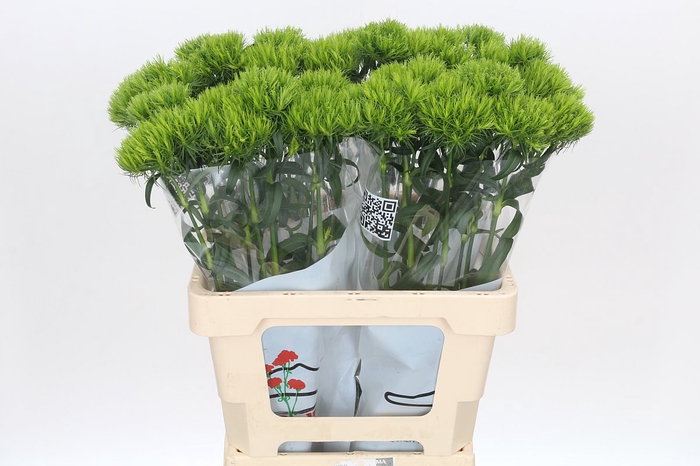 <h4>Dianthus Br Kiwi Mellow</h4>