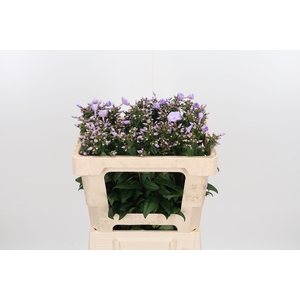 Phlox P Butterfly